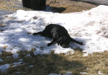 Sierra resting in the snow